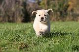 LABRADOR 347